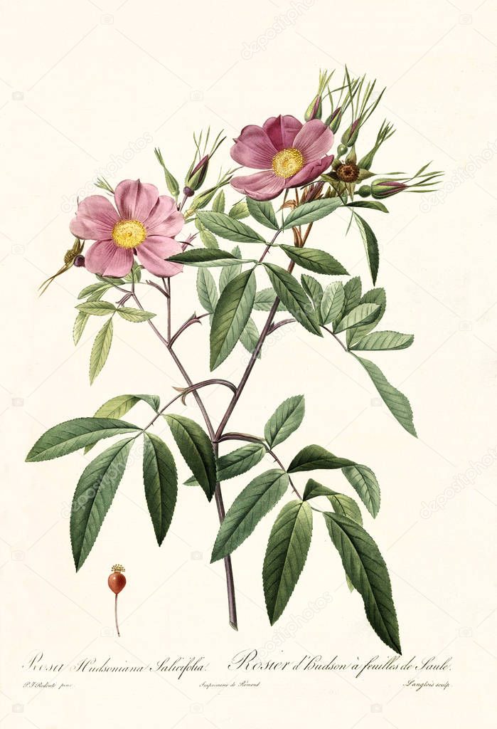 Rosa hudsoniana salicifolia vintage illustration