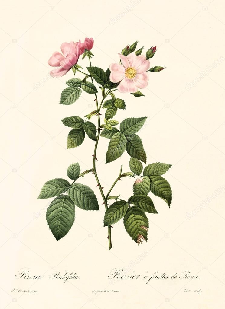 Rosa rubifolia illustration