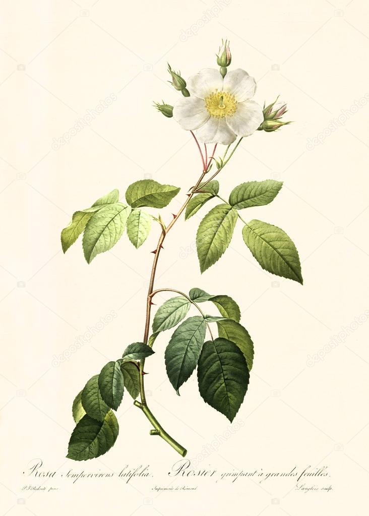 Rosa sempervirens latifolia