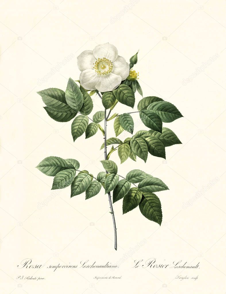 Rosa sempervirens leschenaultiana