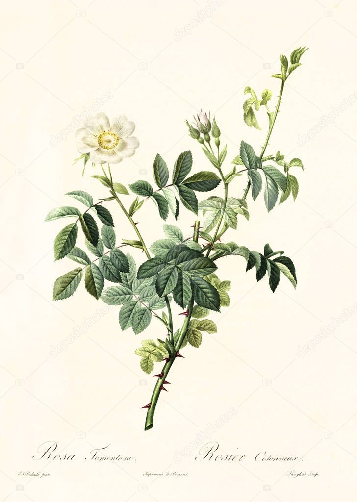 Rosa tomentosa etching