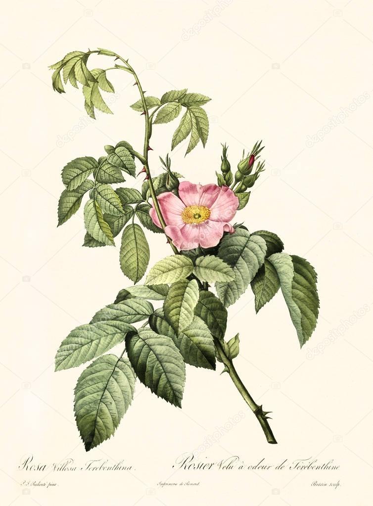 Rosa villosa terebenthina