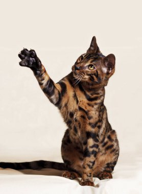 Onun pençe ile oynarken Bengal kedisi