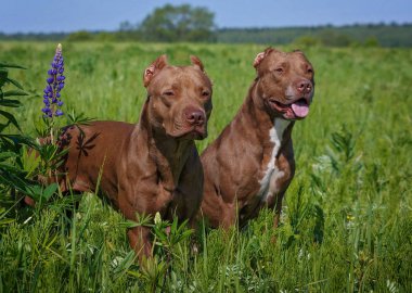 Pitbull terrier americano