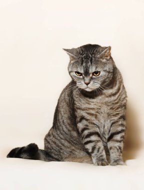 İngiliz kedi oturur