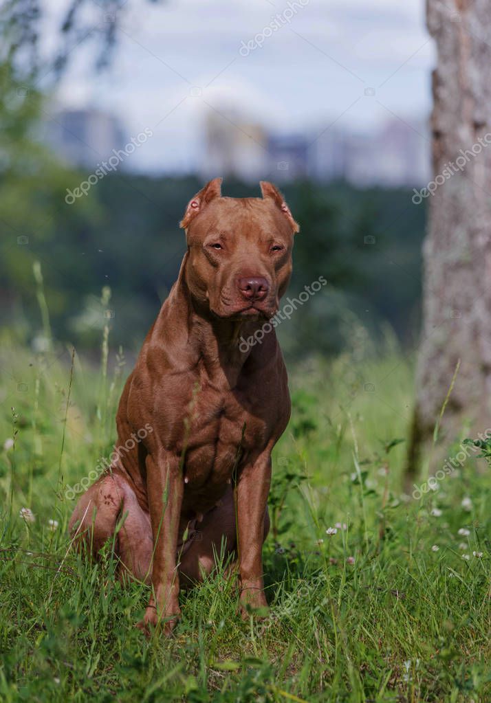 american pit bull terrier — photographie sobakabarobaka © #130341800