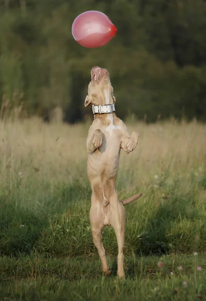 Pit bull playing with a ball — Stock Photo, Image