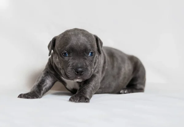 Filhote de cachorro valentões americanos — Fotografia de Stock