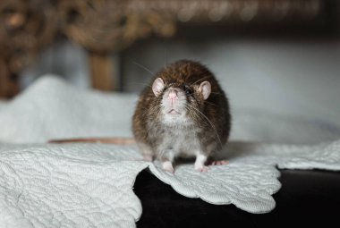 İç evde beslenen hayvan iri fare