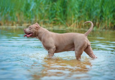 Köpek nehre çalış