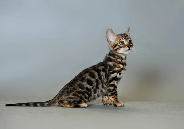 Bengal kattunge i studio — Stockfoto