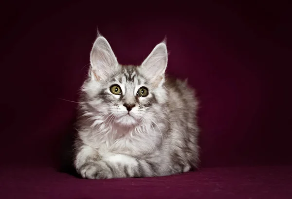 Maine Coon di Studio — Stok Foto