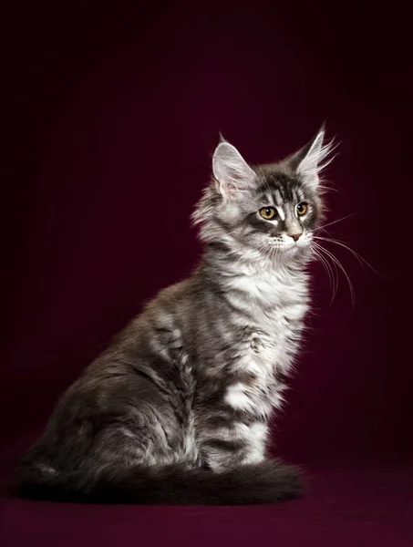 Maine Coon en studio — Photo