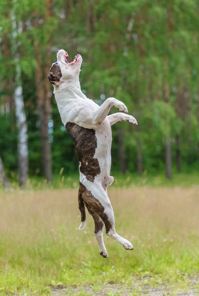 American pit bull Terrier jumps in height in the meadow — Stock Photo, Image