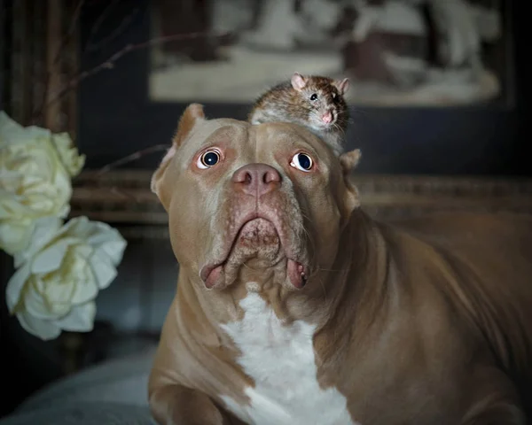 The American bully and the pet rat in the interior — Stock Photo, Image