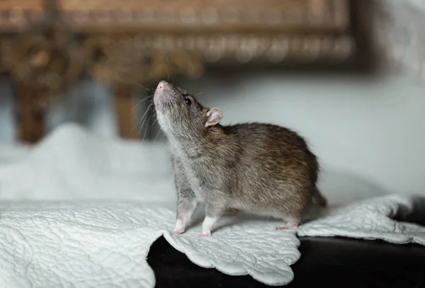 Pet rat in the interior — Stock Photo, Image