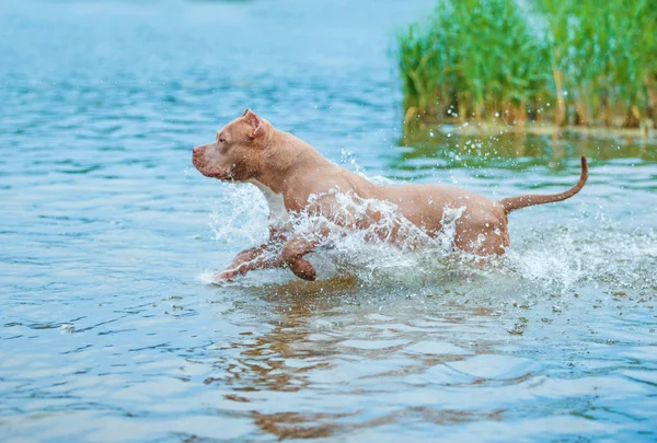 Dog plays in the river — Stock Photo, Image