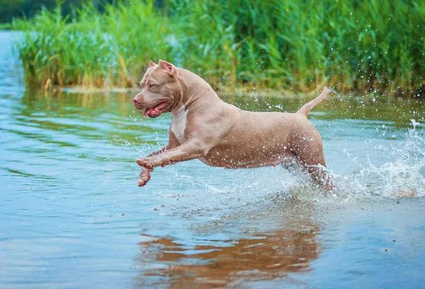 Dog plays in the river — Stock Photo, Image