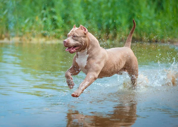 Dog plays in the river — Stock Photo, Image
