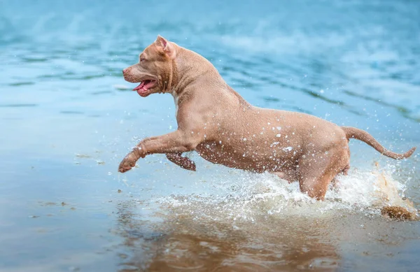 Dog plays in the river — Stock Photo, Image