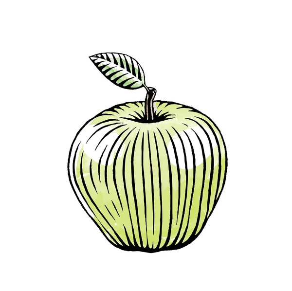 Croquis en encre et aquarelle d'une pomme verte — Image vectorielle