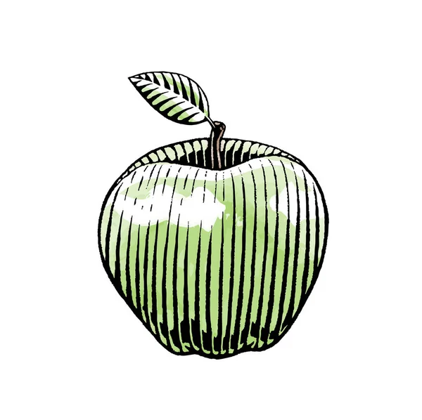 Tinta e Esboço Aquarela de uma Apple —  Vetores de Stock