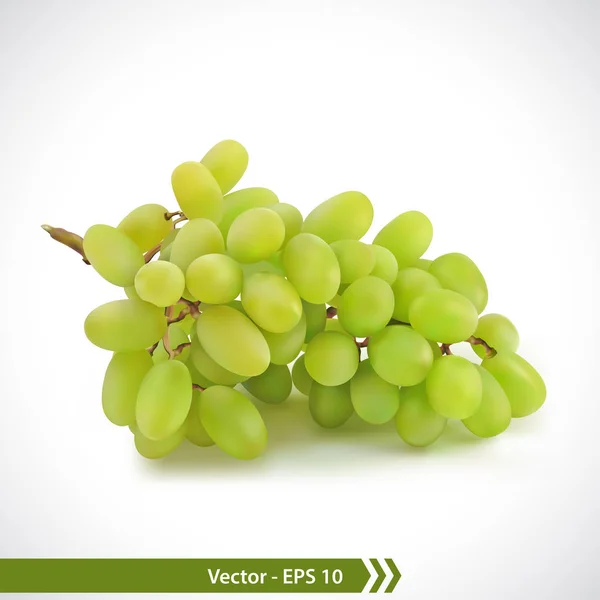 Realistic Illustration of Green Grapes — Stock Vector