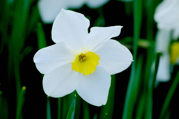 Hermosa flor blanca sobre un fondo verde — Foto de Stock