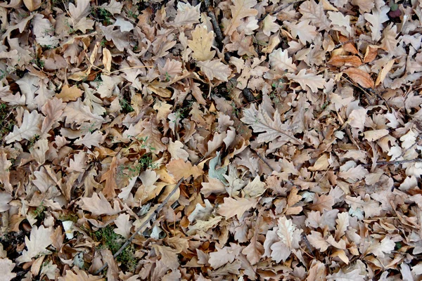 Αποξηραμένα Φύλλα Βελανιδιάς Του Φθινοπώρου — Φωτογραφία Αρχείου