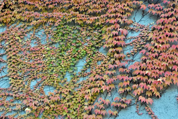 Πολύχρωμος φθινοπωρινός κισσός — Φωτογραφία Αρχείου