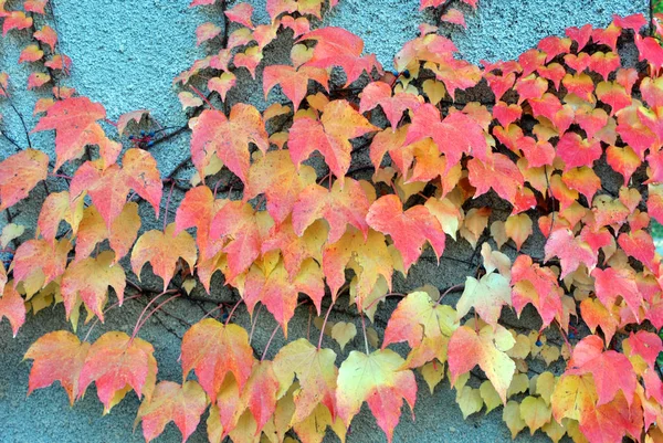 Multicolored autumn ivy — Stock Photo, Image