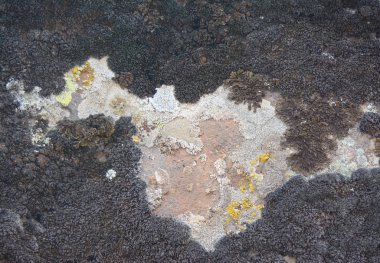 Çok renkli liken, düz bir taş üzerinde tasarım için harika bir zemin olabilecek güzel görüntüler oluşturdu.