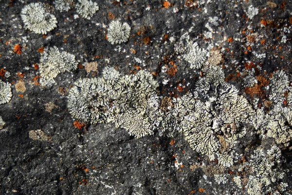 Lichen multicolor — Foto de Stock