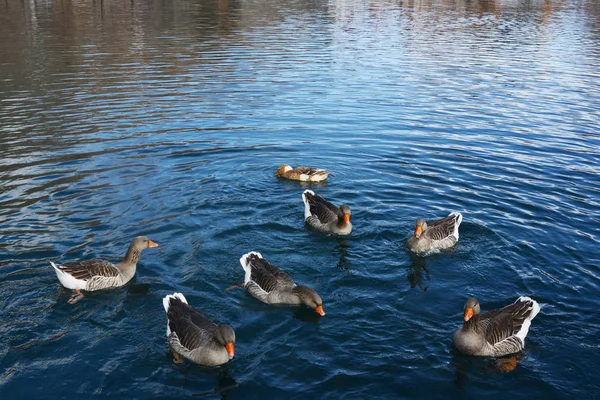 Seven beautiful ducks swim in the waters of a small pond
