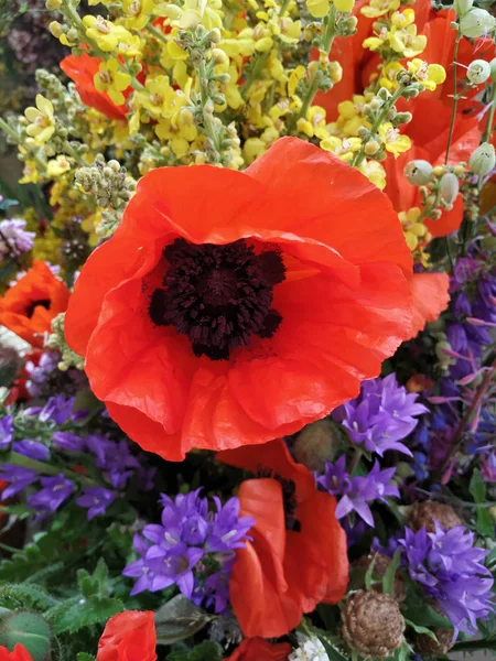 Mohn — Stockfoto