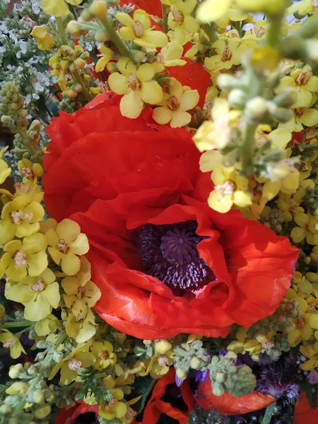 Wilder Mohn Ist Von Einer Vielzahl Farbenfroher Blumen Umgeben Die — Stockfoto