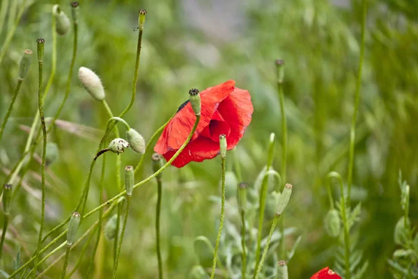 Beautiful red poppy — Stock Photo, Image