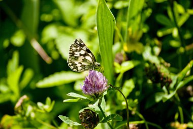 Mavi çiçekte oturan siyah beyaz kelebek.