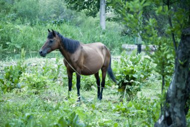 Güzel yeşil çayırlarda kahverengi at her yeri gözlüyor.