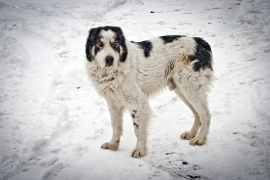 Karda kesilmiş Shepherd 'ın kulakları kardaki sahibine bakıyor.