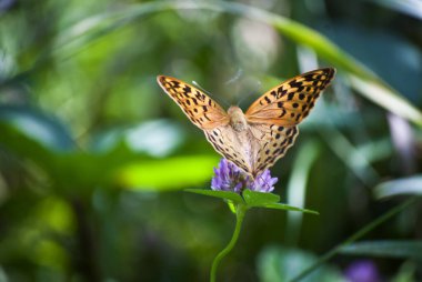 Kelebek koyu sarı ve siyah kelebek çiçekleriyle süslenmiş.
