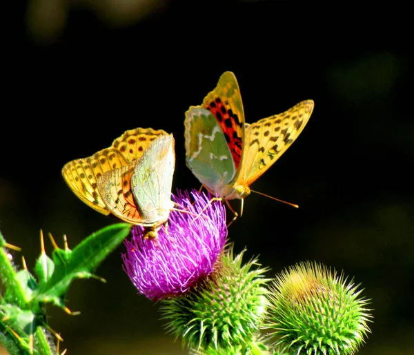 Deux Très Beaux Papillons Jouant Sur Deux Fleurs — Photo
