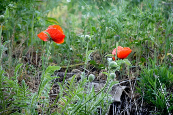 Schönen Gelb Roten Mohngrünen Zonen — Stockfoto