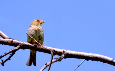 Güzel serçe gururla bir ağaç dalında oturur ve yüzünü çevirir.