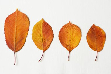 Beyaz arka planda dört çok güzel kiraz renkli yaprak. Sanki arkadaşlar geçen sonbaharı konuşuyorlarmış gibi.