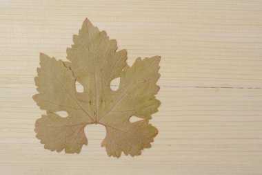 Yalnız üzüm yaprağı eski ağaçta tek başına duruyor. Bu da bana sonbaharın hüzünlü günlerini hatırlatıyor.