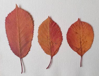 Kiraz ağacının çok renkli güzel sonbahar yaprakları, sonbahar aksanı yapmak için çok iyi bir resim olan beyaz bir arkaplana karşı sergilenir..