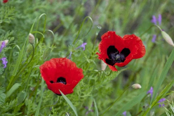 Two Tulips Look Two Friends Blowing Together Spring Breathing Field — Stock Photo, Image