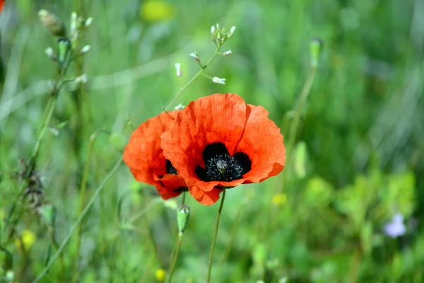 Two Poppies Beautiful Meadow Means Spring Yard — Stock Photo, Image