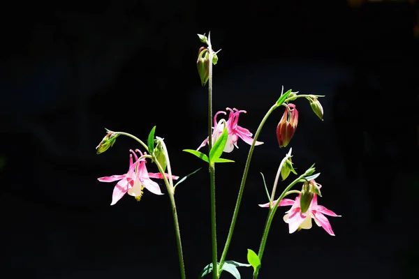 黒の背景に3つの花を持つ非常に美しいAquilegiaステム — ストック写真